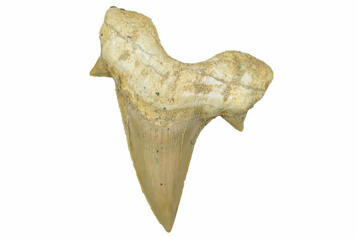 Fossil Shark Tooth (Otodus) - Morocco #353443